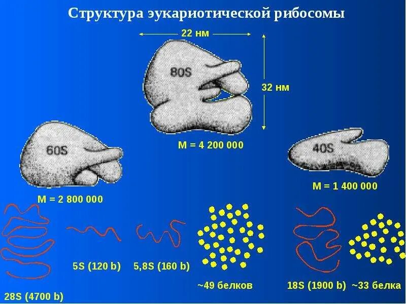 Рибосома процесс впр. Рибосомы. Магний в рибосомах. Рибосомы 80s. Сайты рибосомы.