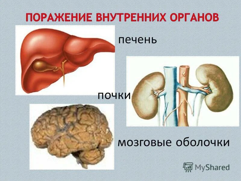 Почках и в головном мозге