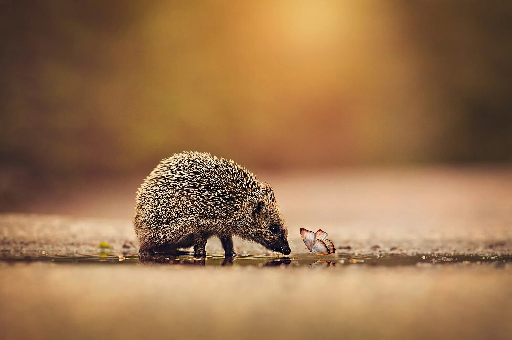 у каждого ежика. белобрюхий ёж. дикий еж. ежик характер. ежиха с ежатами.