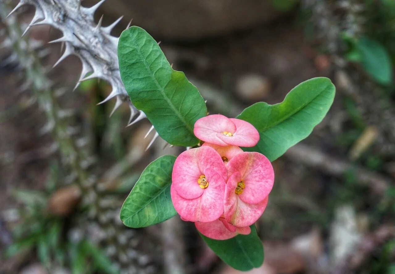 Эуфорбия молочай. Молочай миля. Молочай миля (Euphorbia milii. Цветок молочай эуфорбия. Как цветет молочай