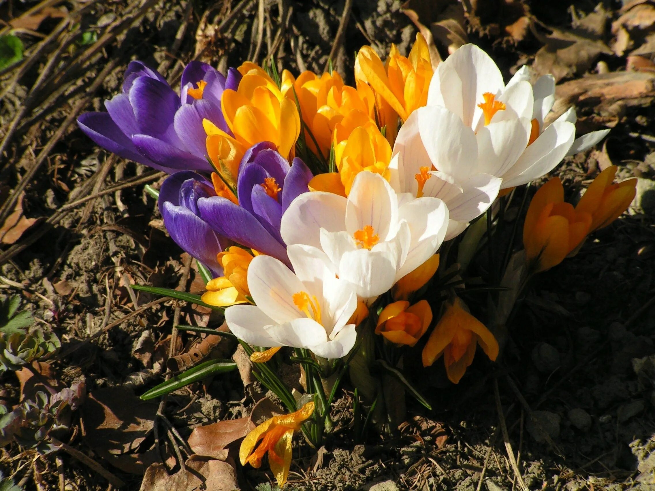 Красивое название весны. Крокус Шафран весенний. Шафран первоцвет. Первоцветы (подснежники, крокусы, гиацинты)..