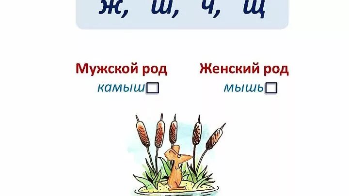 Окончание слова камышом. Камыш какой род. Камыш это мужской род?. Какого рода слово камыш. Камыш род существительного.