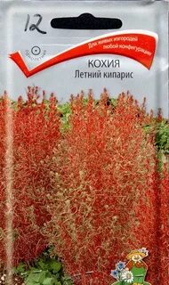 Кохия семена