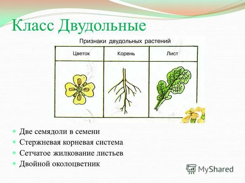 Жилкование покрытосеменных