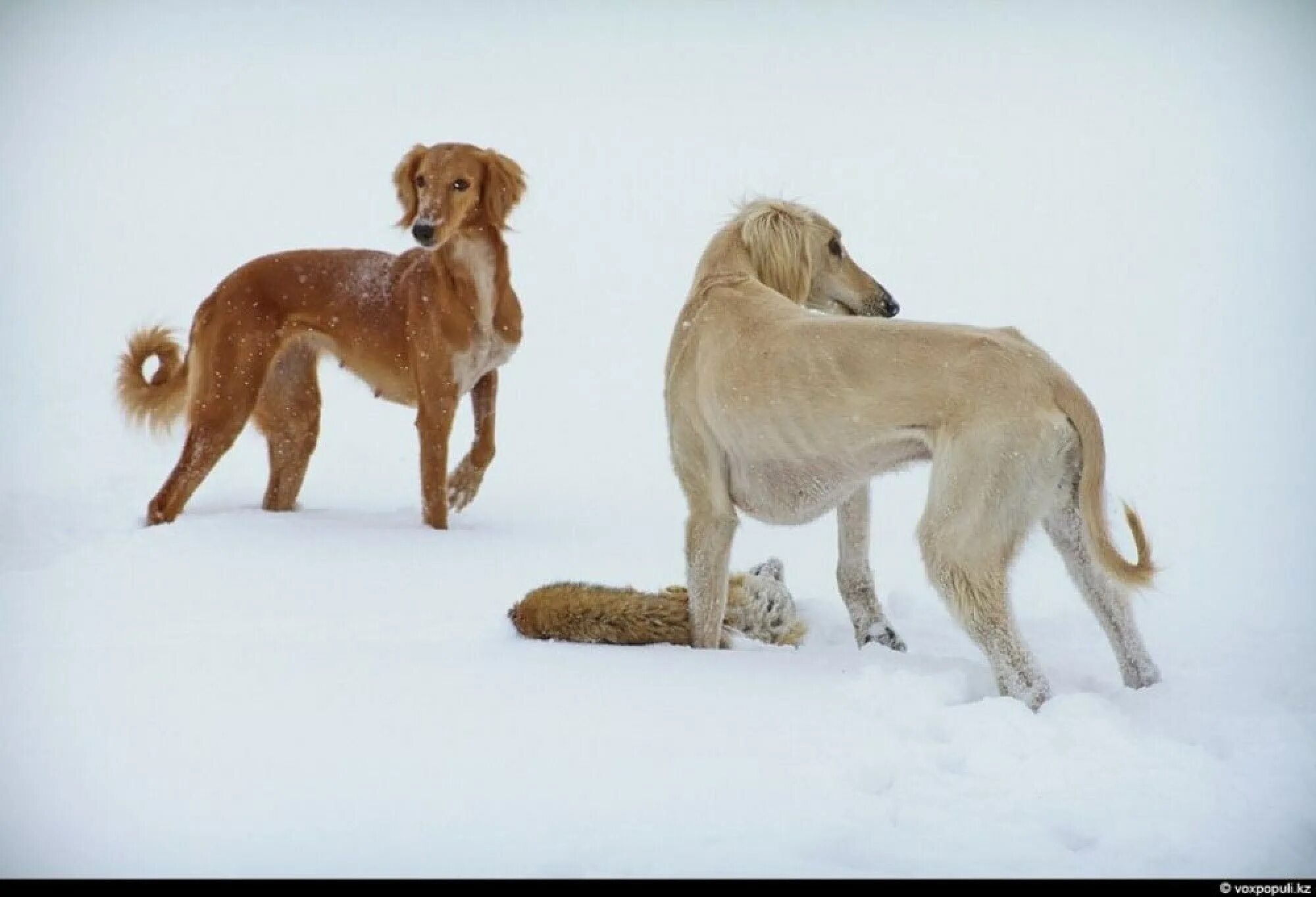 Туркменская борзая тазы. Породы тазы и тобет. Тазы рост. Среднеазиатская борзая тазы. Таза казахстанская борзая.