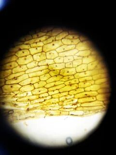 Әдемі қыздар секс