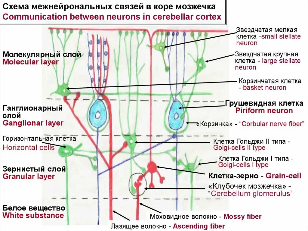 Мозжечок волокна. Схема межнейрональных связей в коре мозжечка. Схема нейронный состав коры мозжечка. Схема взаимодействия нейронов в коре мозжечка. Схема коры мозжечка гистология.