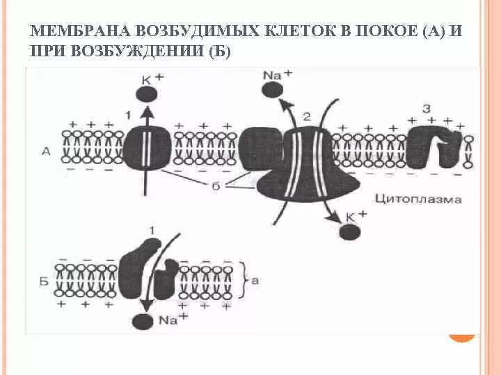 Мембрана возбудимой клетки. Строение мембраны возбудимых клеток. Строение клеточной мембраны возбудимой клетки физиология. 1. Строение мембраны возбудимых клеток. Строение мембран в клетках возбудимых тканей.