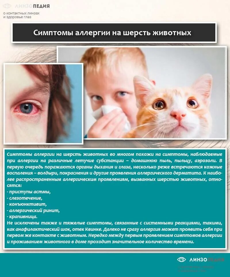 Аллергия на кошек. Проявления аллергии на животных. Аллергия на животных симптомы. Аллергия у котов симптомы.