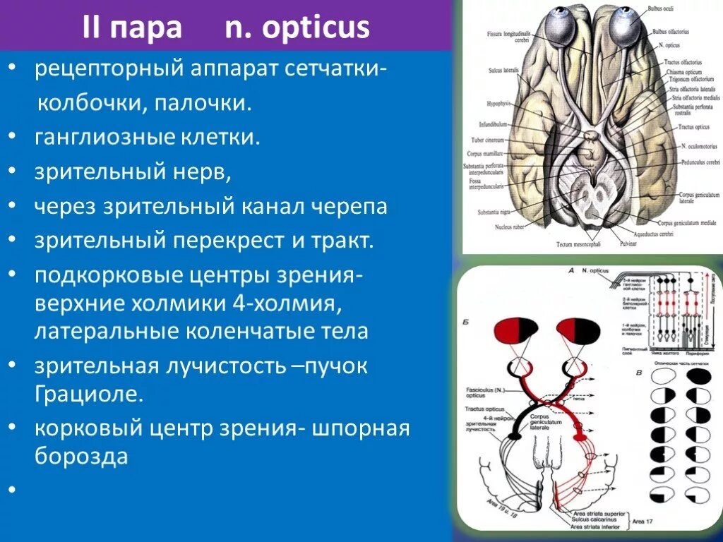 Зрительный нерв в головной мозг. Зрительный нерв (n. Opticus) – II пара. Зрительный нерв (II пара, 2 пара, вторая пара черепных нервов), n. Opticus. 2 Пара черепных нервов анатомия. Подкорковые центры зрительного нерва.