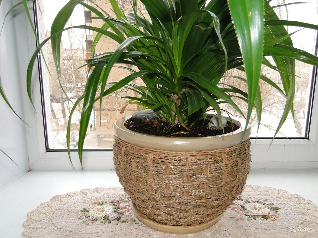 Комнатное растение панданус. Пальма панданус. растение панданус. панданус сандера винтовая пальма. комнатные растения пальма панданус.