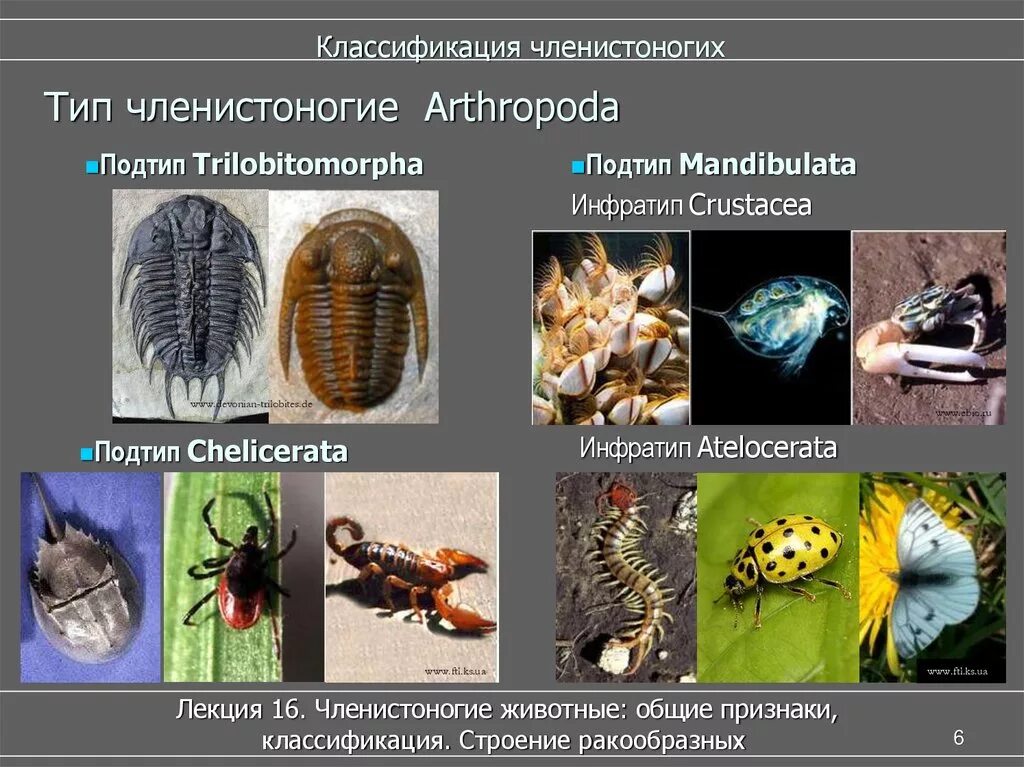 Классификация типа членистоногие. Членистоногие классификация. Членистоногие систематика. Тип Членистоногие подтипы.