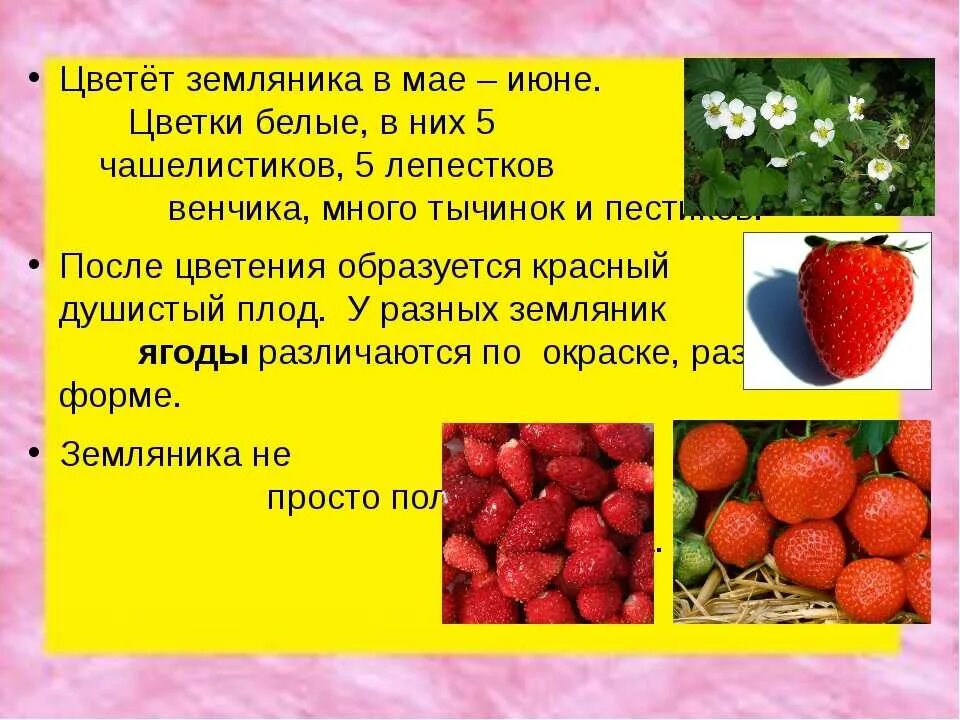 Земляника относится к растениям. Клубника семейство розоцветные. плодово-ягодные розоцветные. плодово-ягодные розоцветные земляника. земляника семейство розоцветные.