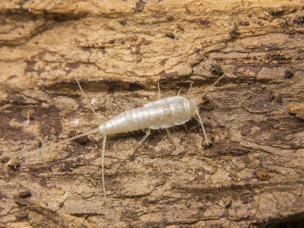 Мокрица чешуйница. Белые от сырости. Белые от сырости. Белые от сырости. Личинки тополиной моли.