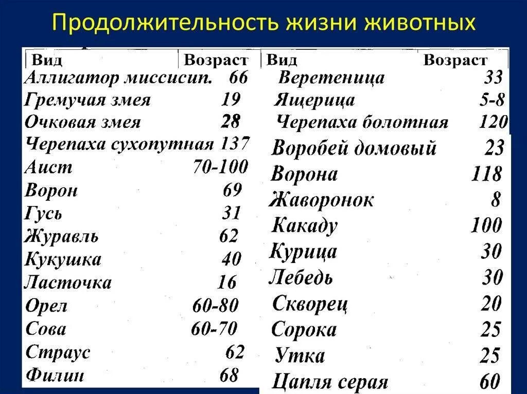 Продолжительность жизни разных животных таблица. Срок жизни животных таблица 1. Сколько лет живут животные таблица 1 класс. Продолжительность жизни животных 1 класс таблица.