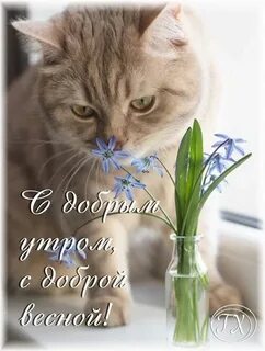 Доброе мартовское утро кошки