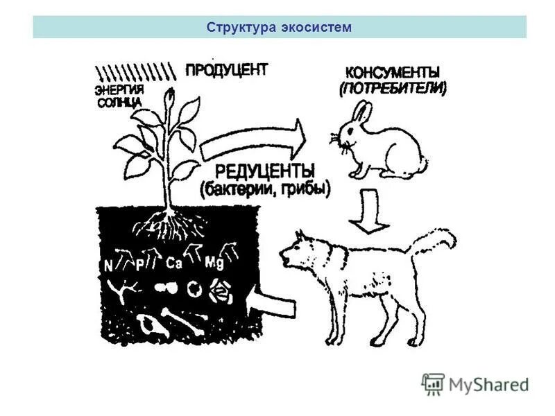 Продуцент детритофаг плотоядное животное