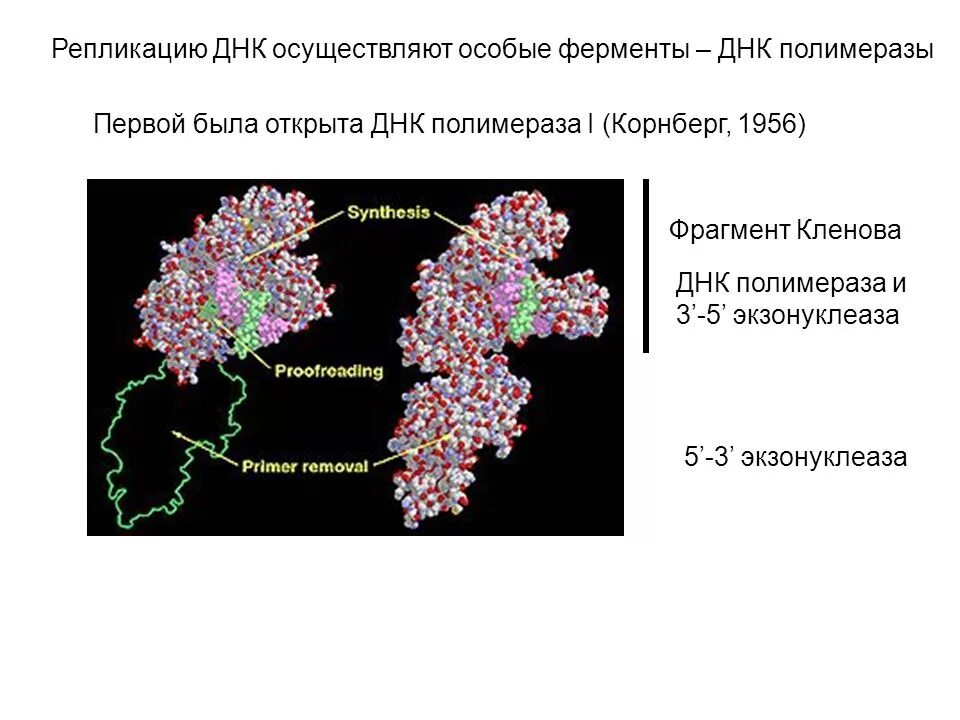 Фрагмент Кленова ДНК-полимеразы i. Фрагмент Кленова ДНК полимеразы. Потмеража 3 экзонуклеза. Полимераза 3 экзонуклеаза.