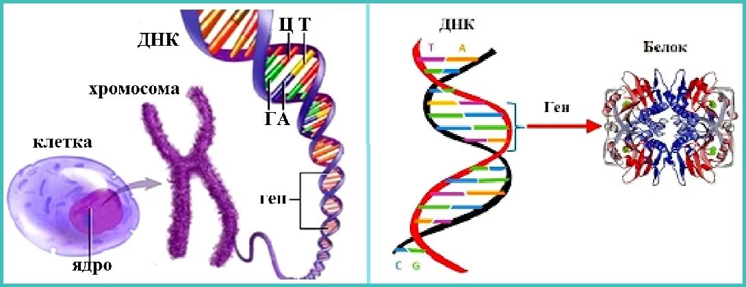 Хромосомы живых клеток. Строение ДНК хромосомы гены. ДНК ген геном хромосома. Схема строения ДНК генетика. Строение хромосомы и Гена.