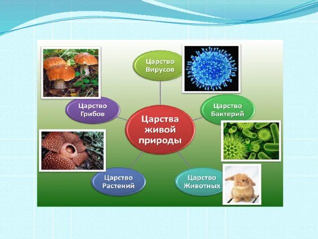 В природе известно царств живых организмов. Царства живой природы 3 класс окружающий мир. Царства живой природы 2 класс окружающий мир. Царства живой природы 5 класс биология. Царства живой природы 2 класс окружающий мир схема.