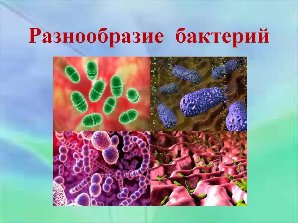 Многообразие бактерий 5 класс биология. Разнообразие микроорганизмов. Разнообразные бактерии. Микроорганизмы картинки с названиями.