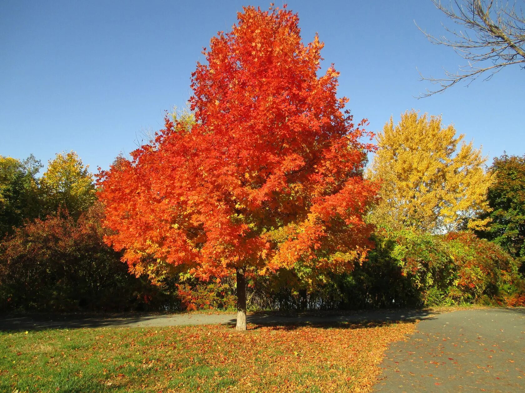 Картинки деревьев осенью. Клен дерево. Осеннее дерево клен. Дерево клен осенью. Сень деревьев.