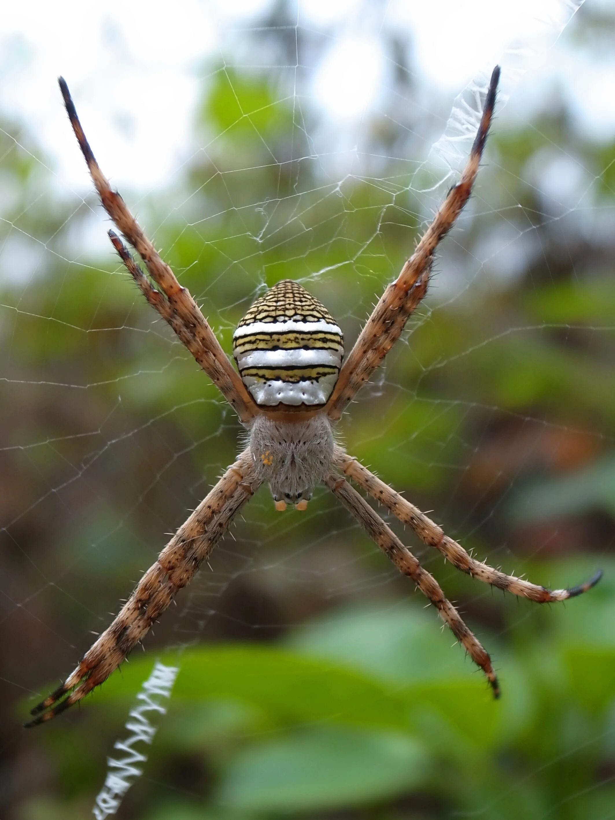 Все пауки. Паук Арахнид кругопряд. Пауки Аранеоморфные пауки. Argiope aemula. Паук мраморный кругопряд.