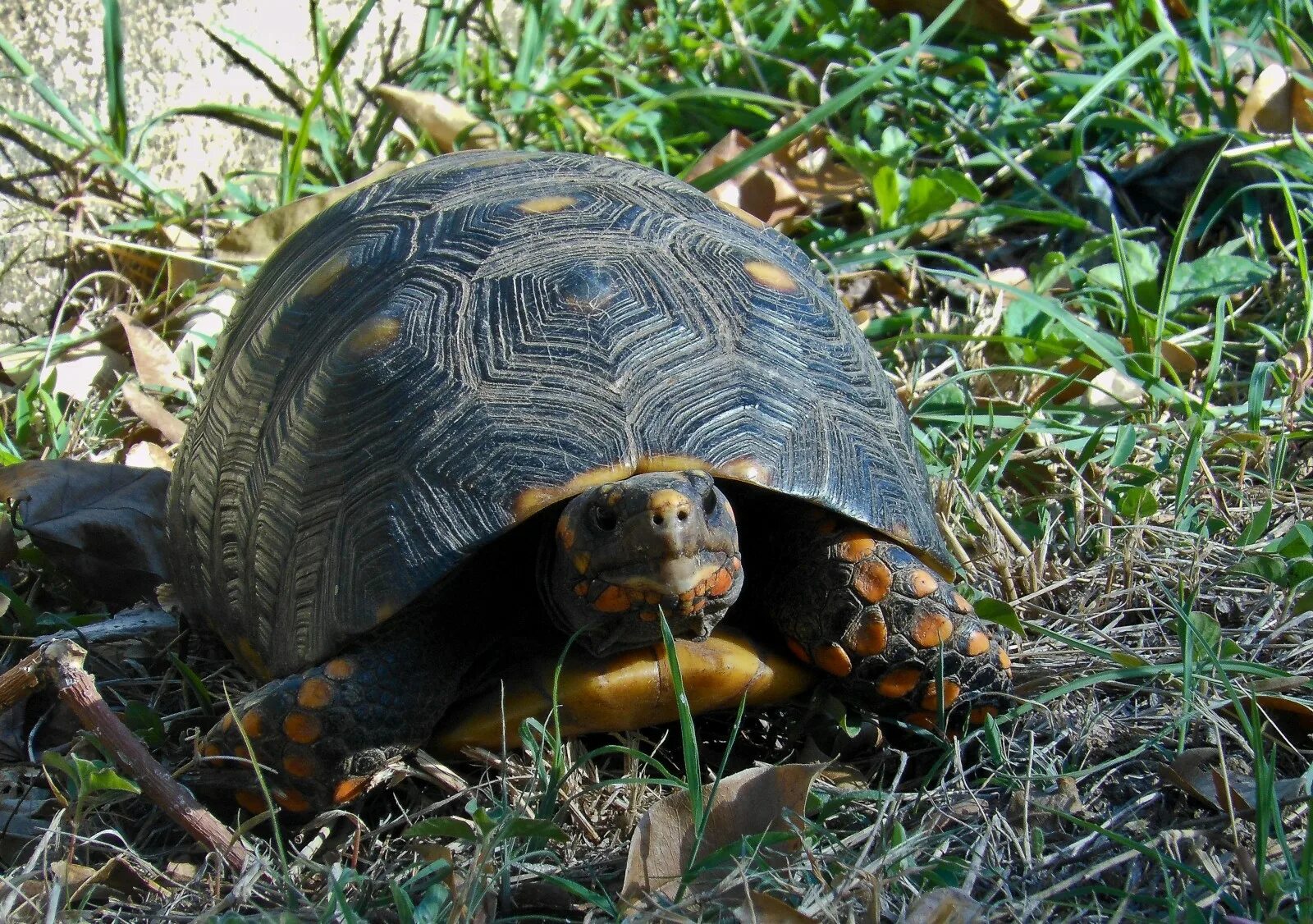 Черепахи в природе. Глазчатая черепаха. Бирманская черепаха. Глазчатая черепаха Сухопутные черепахи. Черная сухопутная черепаха.