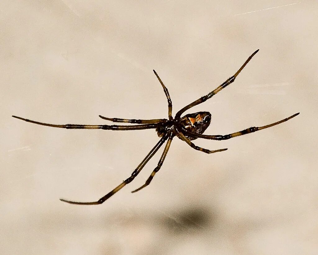 Черный паук хорошо. Каракурт паук самец. Чёрная вдова паук самка. Чёрная вдова паук самец. Черная вдова Арахнид.