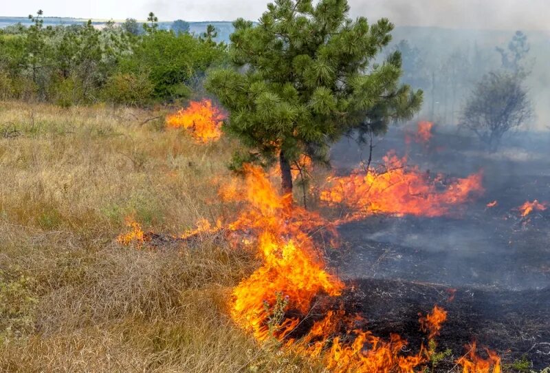 Лесные пожары. Пожар травы. Пожар на природе. Низовой пожар. Этом сохраняется на высоком
