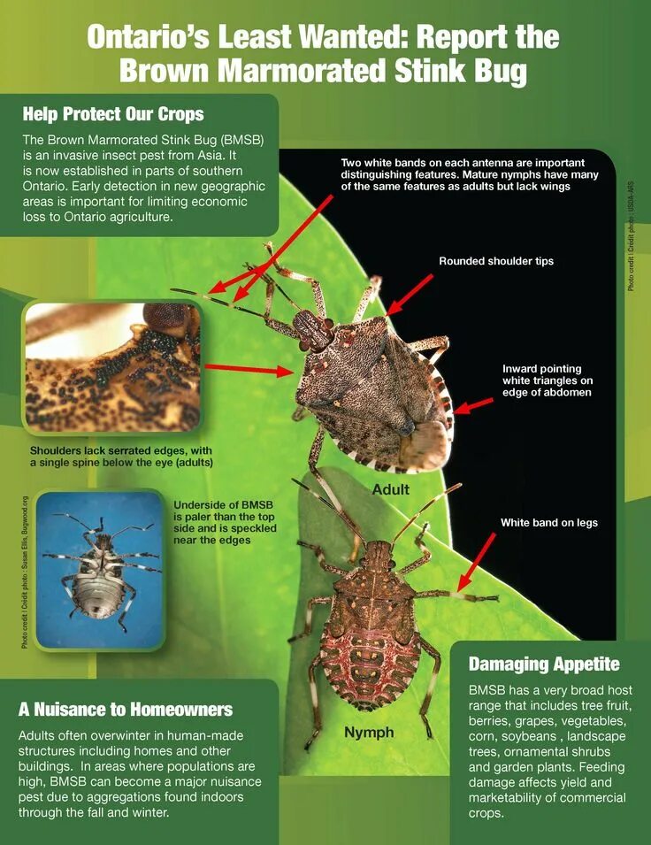 A bug перевод. Bug перевод. stink bug перевод. баг перевод на английский. книжка danger bugs с переводом.