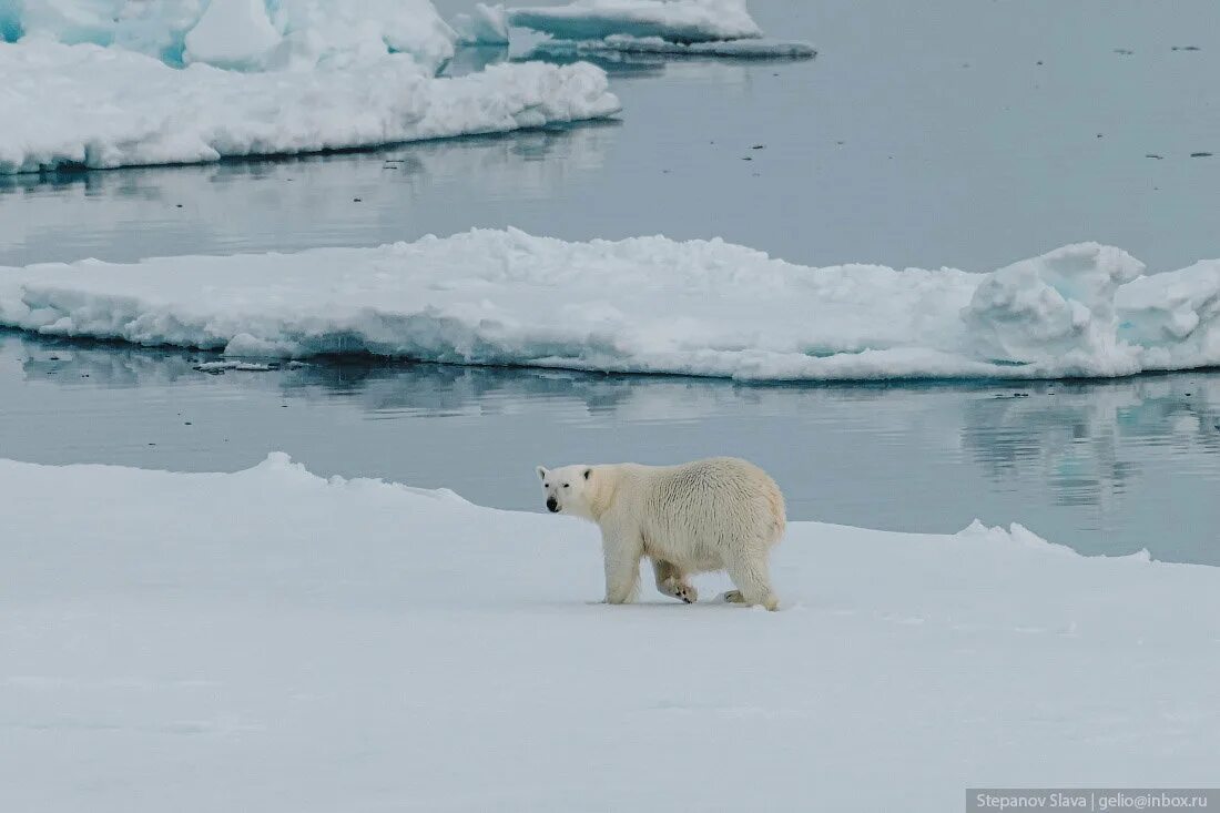 На каком восточном материке обитает белый медведь. Белый медведь хозяин Арктики. Ареал обитания белых медведей. Среда обитания белого медведя. Белые медведи в Арктике.