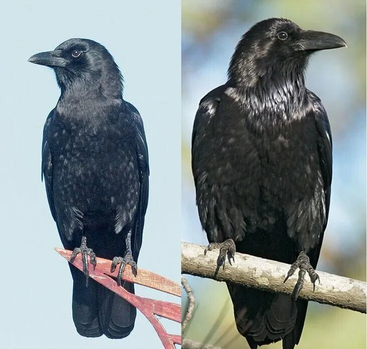 Как отличить грача. Raven vs Crow. Грач самец и самка. Ворон ворона Грач отличия. Ворона Галка Грач.