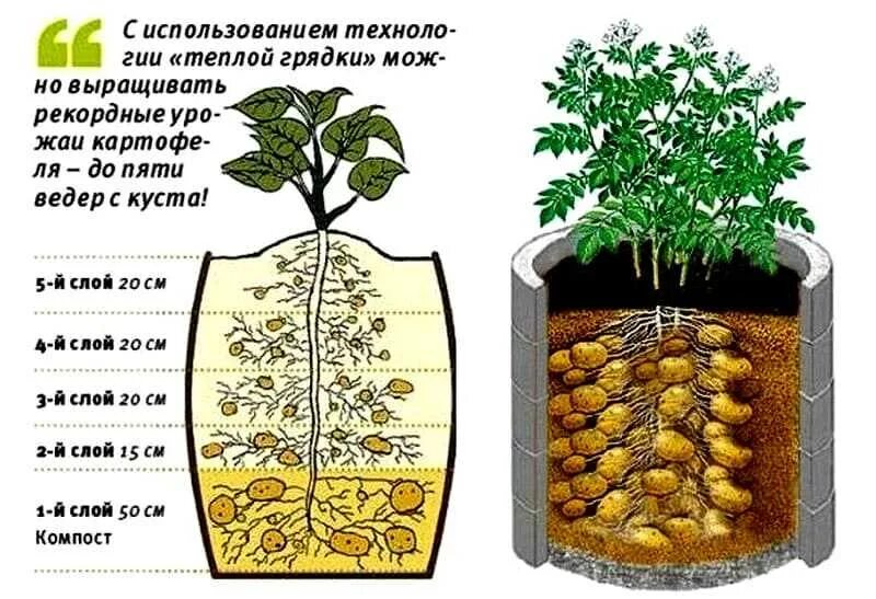 Сколько можно расти. Посадка картошки в мешках. Картофель в бочке. Посадка картошки в бочках. Картошка в бочке вырастить.