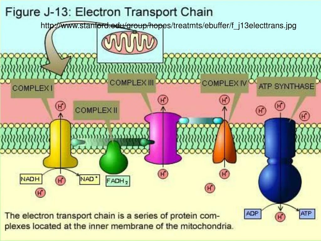 Groups edu. Electron transport Chain. Electron transport Chain in mitochondria. Дыхательная цепь переноса электронов. Electron transport Complexes.