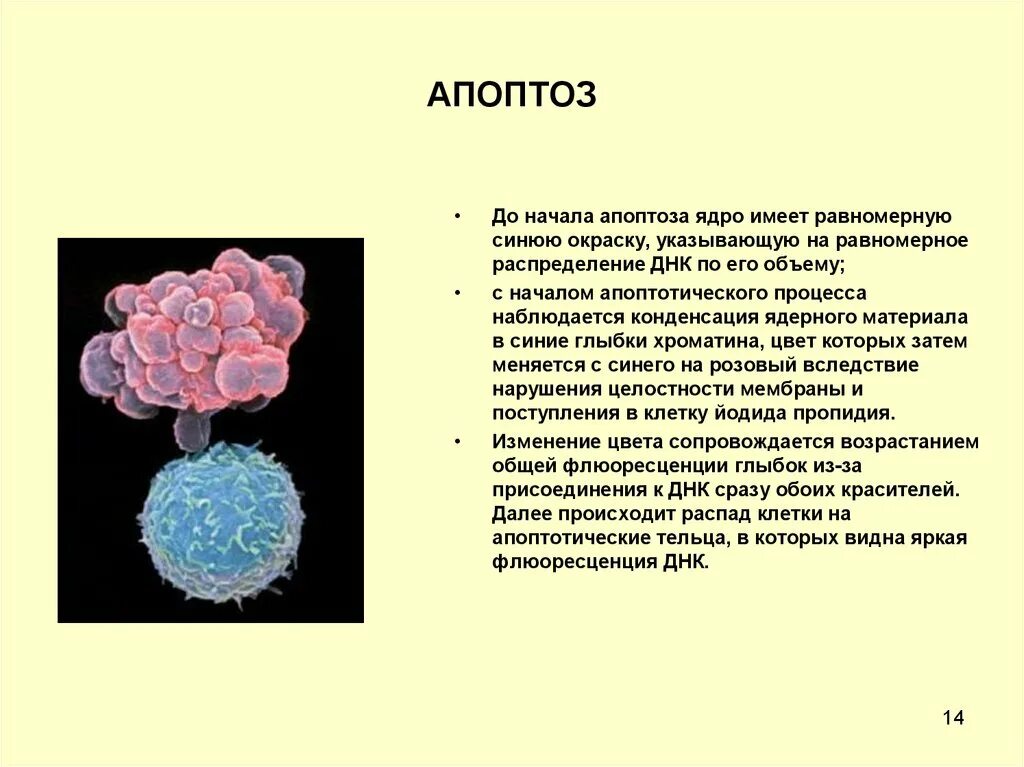 Апоптоз. Апоптоз клетки. Апоптоз клетки кратко. Апоптоз слайд.