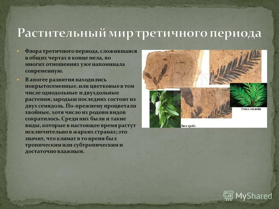 зденек буриан млекопитающие кайнозоя.