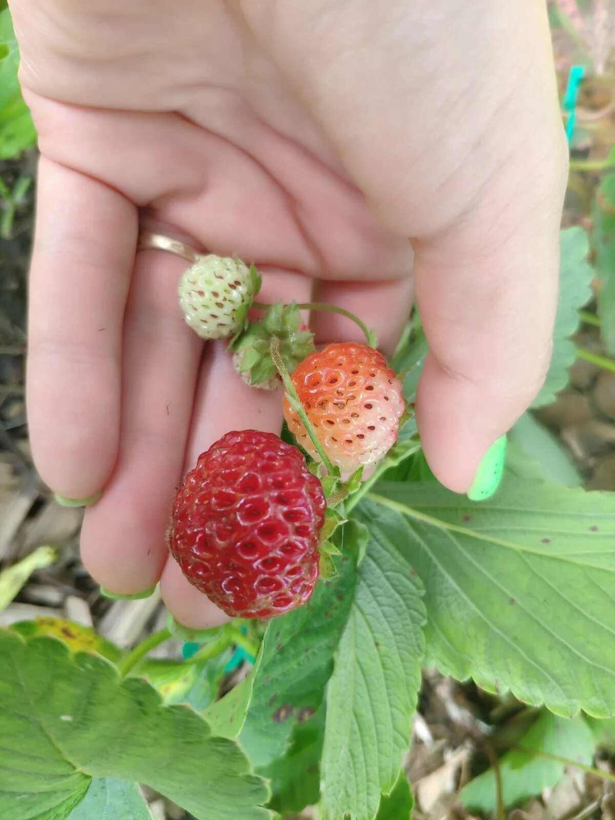 Мице шиндлер клубника фото описание. Клубника шиндлер. мице шиндлер земклуника. мице шиндлер клубника саженцы. земляника садовая кети мице шиндлер.