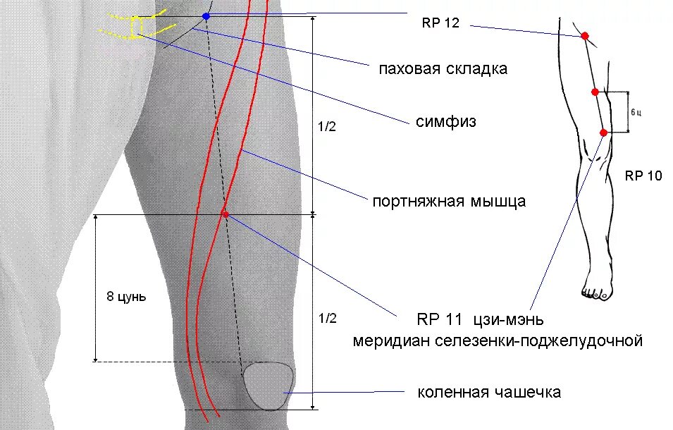 Паховая складка у мужчин. Точка Сюэ Хай sp10 расположение. Область паховой складки. Области бедра. Паховая складка бедра анатомия.