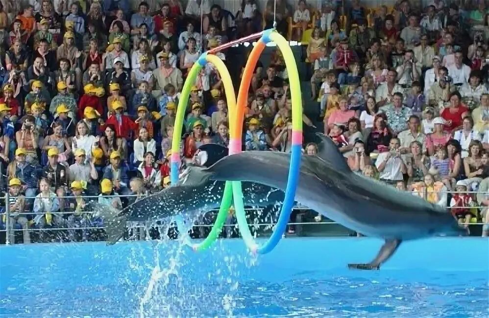 Дельфинарий небуг 2024. Дельфинарий в небуге. Дельфинарий небуг 2024. Небуг аквапарк и дельфинарий. Дельфинарий аквамир туапсе.
