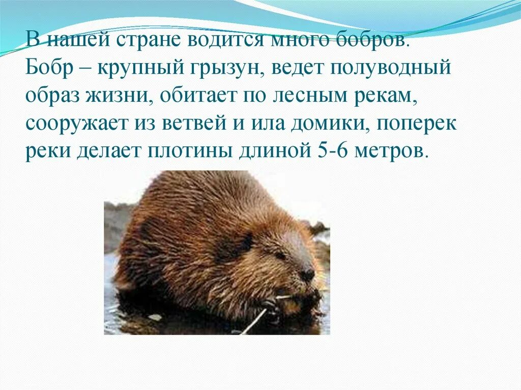 Важная информация для сообщения о бобрах