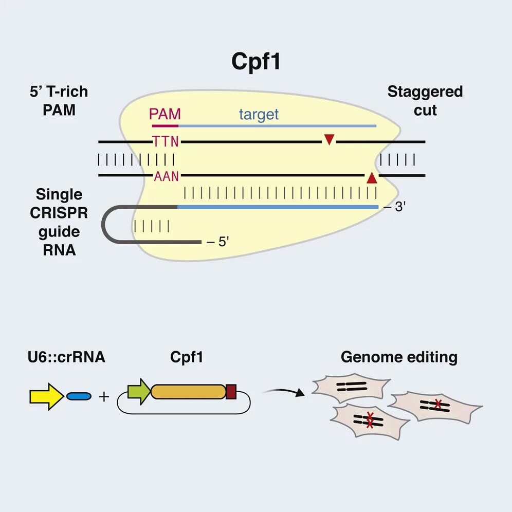 3 to 1 single. CRISPR-cpf1. Джиспер Криспер. Stagger. Comparing Genome-editing Tools.