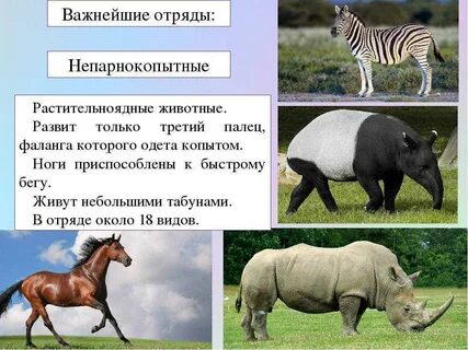 Представители непарнокопытных