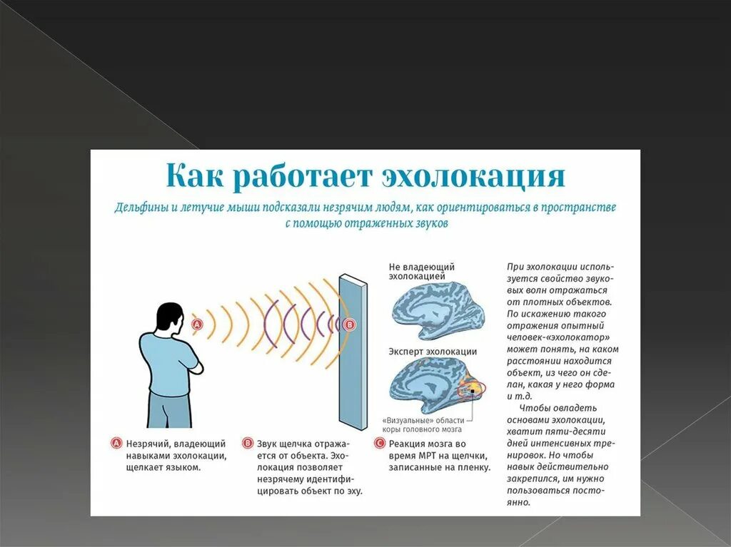 Эхолокация позволяет выбери верный вариант. Как работает эхолокация. эхолокация у человека. эхолокация для слепых.