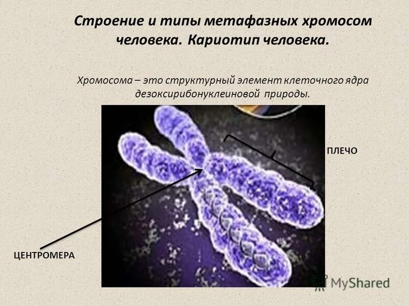 метафазная хромосома. схема строения метафазной хромосомы. кариотипический анализ метафазных хромосом человека. хромосомы строение метафазных хромосом кариотип.