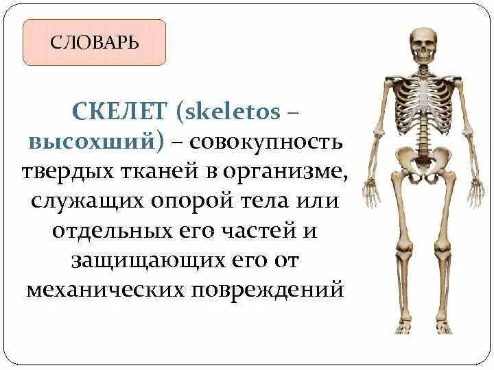 Скелет 3 класс окружающий мир. Скелет опора. Презентация на тему скелет человека. Скелет служит для.