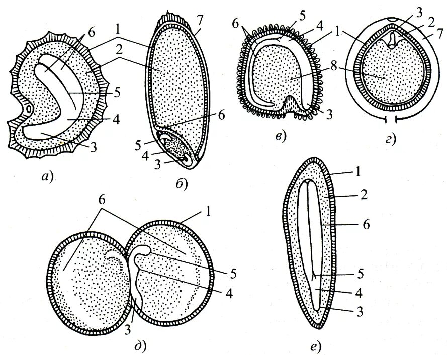 Строение семени покрытосеменных. Семена двудольных растений с эндоспермом. Строение семян двудольных без эндосперма. Семена однодольных растений с эндоспермом. Эндосперм и перисперм.