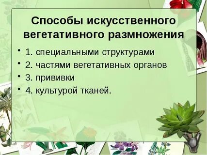Пункты инструкции по вегетативному размножению