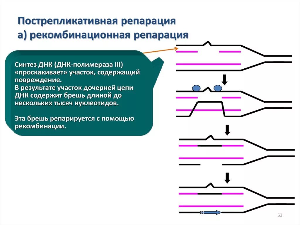 Пострепликативная (рекомбинантная) репарация. Этапы пострепликативной репарации. Репликация днк ферменты репликации. Рекомбинационная репарация. Репликативная репарация.