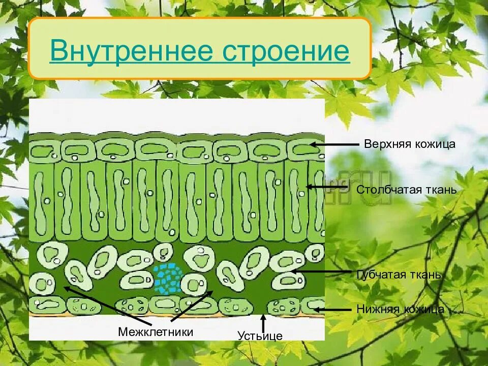 Столбчатая основная ткань выполняет функцию. Строение столбчатой ткани. ткани растений столбчатая губчатая покровная. строение столбчатой и губчатой ткани. строение межклетников листа.
